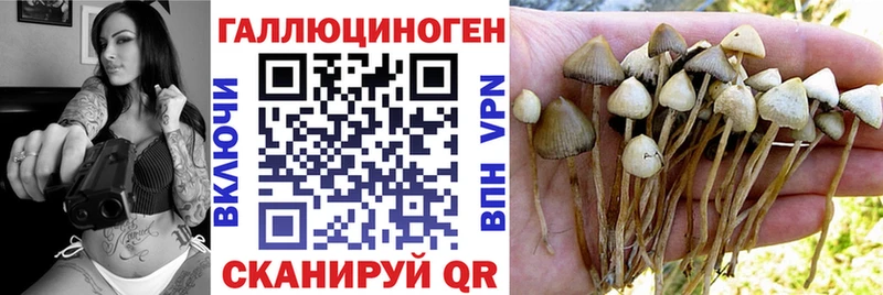 Псилоцибиновые грибы Psilocybe Аркадак